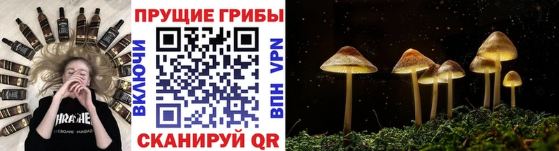 цена наркотик гидра вход Галлюциногенные грибы GOLDEN TEACHER Нурлат